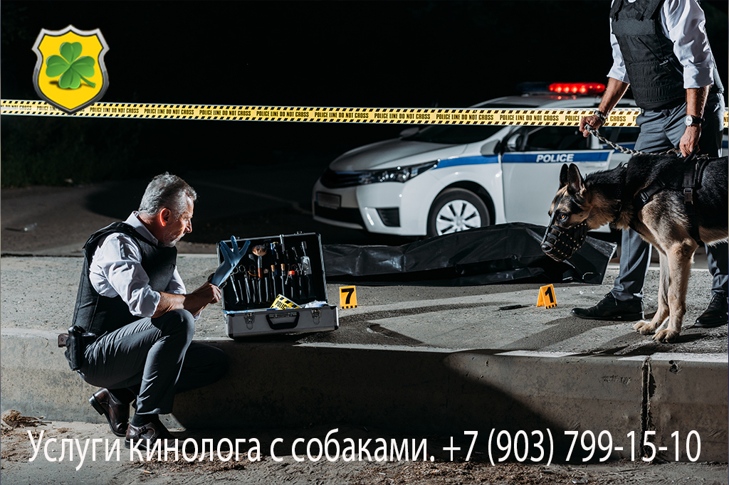 Услуги розыскных и поисковых собак