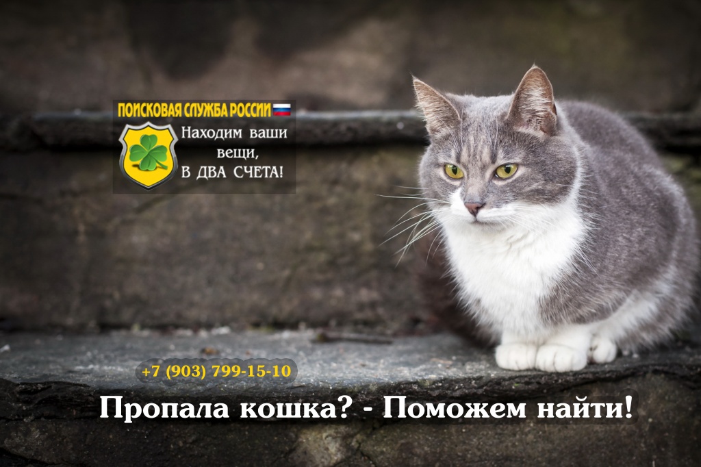 Что делате если кошка убежала