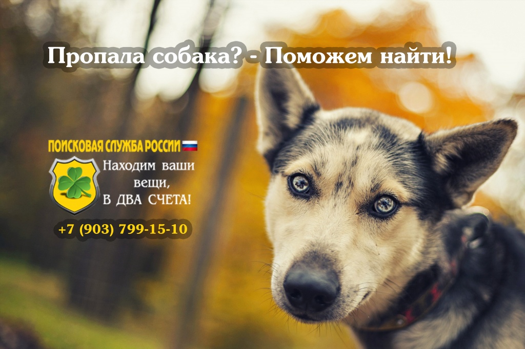 Пропала собака, как найти убежавшую и потерянную собаку Пропала собака, как найти убежавшую и потерянную собаку