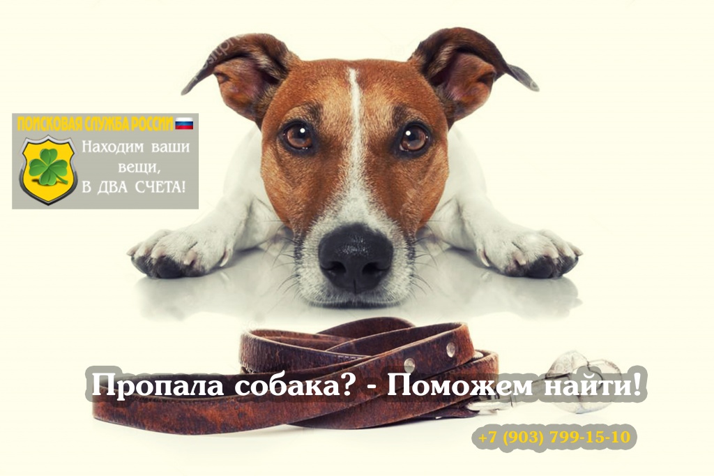 Как найти пропавшую собаку. Поиск собак