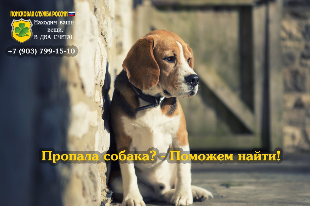 Как найти пропавшую собаку. Поиск собак