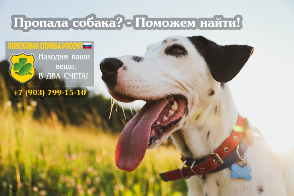 Как найти пропавшую собаку. Поиск собак