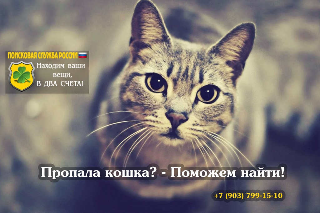 Пропала кошка как найти Пропала кошка как найти