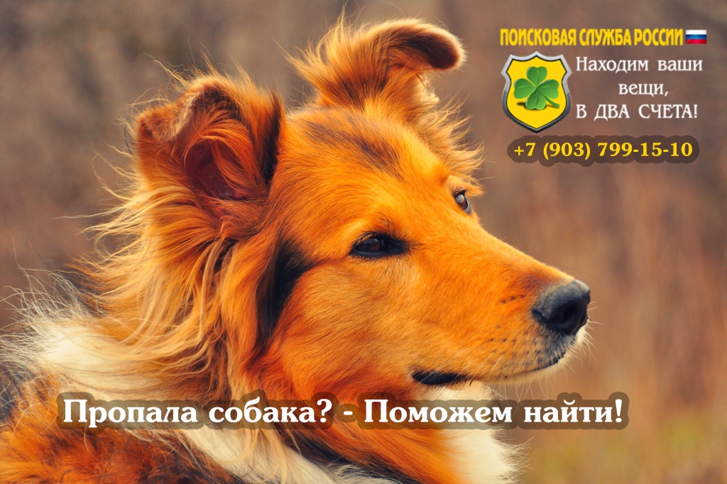 Как найти пропавшую собаку. Поиск собак Как найти пропавшую собаку. Поиск собак