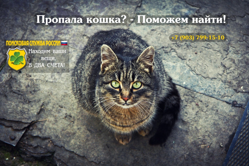 Как найти убежавшую и пропавшую кошку